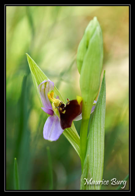 Ophrys abeille