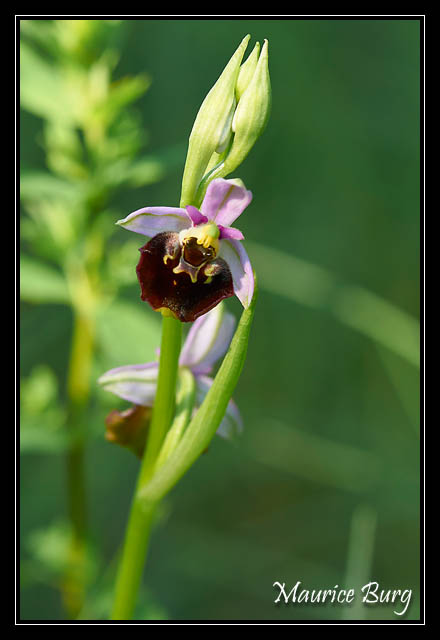 Ophrys abeille