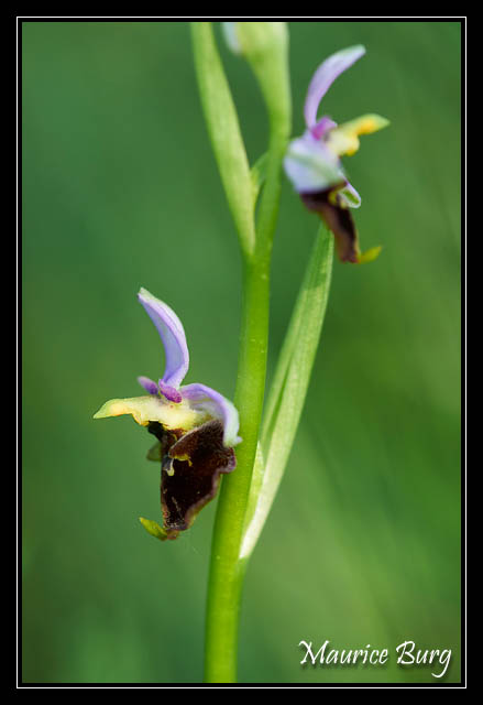 Ophrys abeille