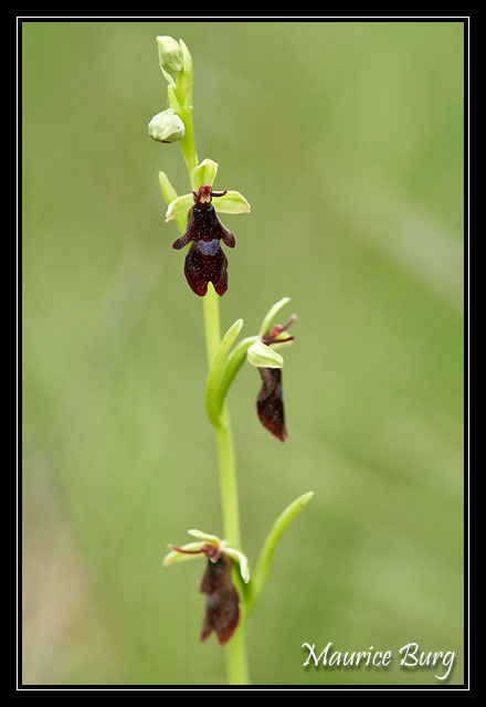 Ophris mouche