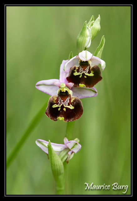 Ophrys bourdon