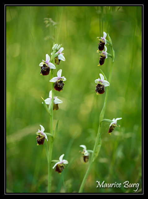 Ophrys bourdon