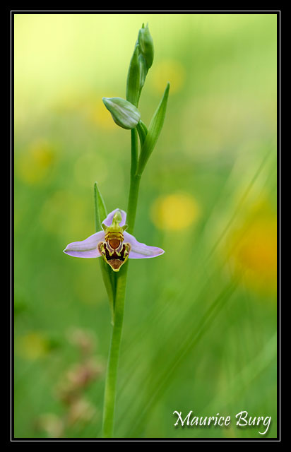 Ophrys abeille (var. curviflora)