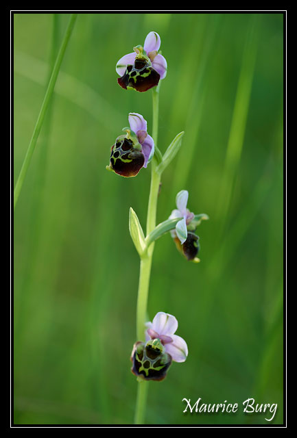 Ophrys bourdon