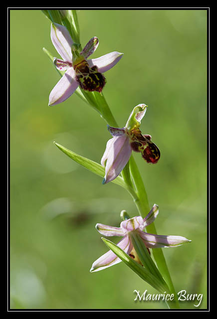 Ophrys abeille