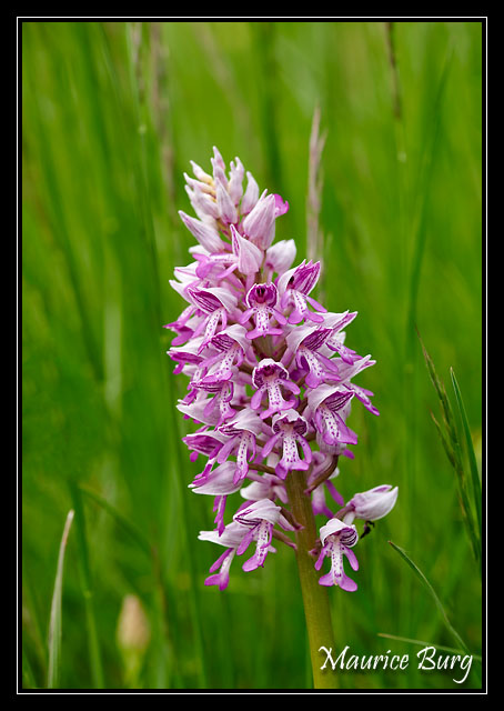 Orchis militaire