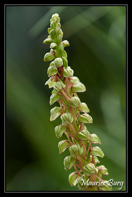 Orchis de l'homme pendu
