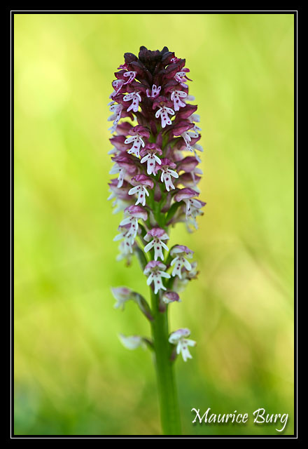 Orchis brûlé