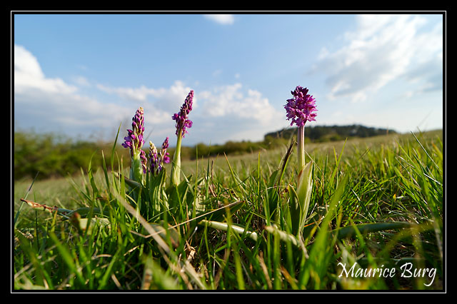 Orchis bouffon