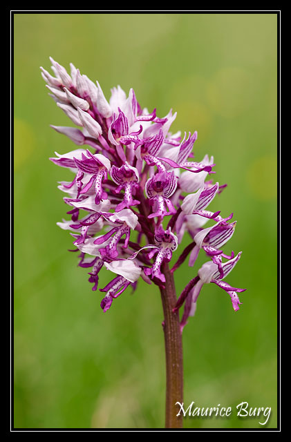 Orchis militaire