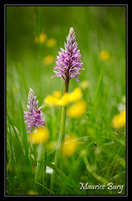 Orchis militaires