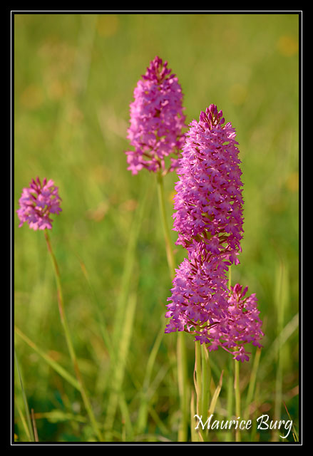 Orchis pyramidal