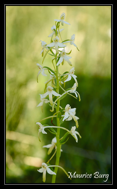 Platanthère (orchis) à deux feuilles