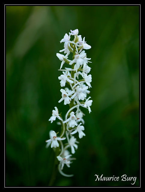 Orchis moucheron (albinos)