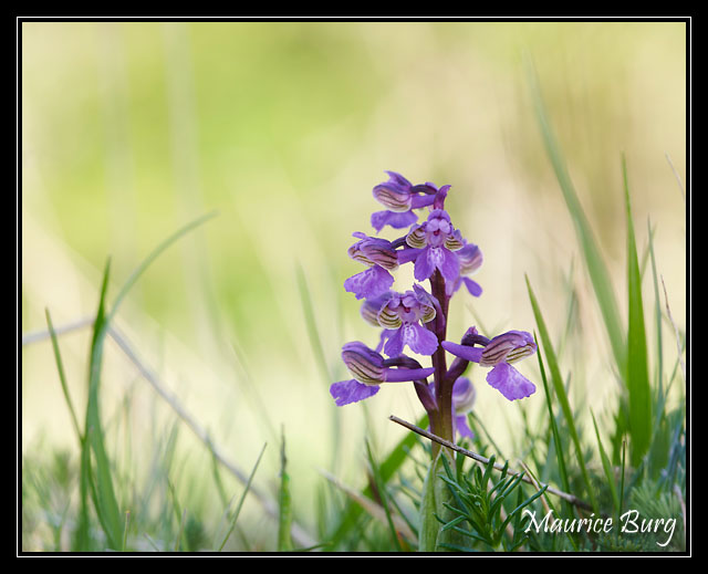 Orchis bouffon