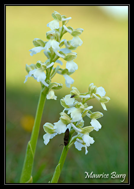 Orchis bouffon albinos