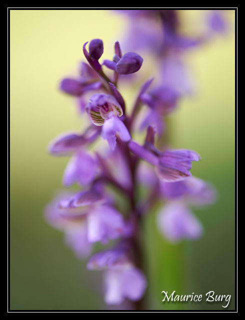 Orchis bouffon