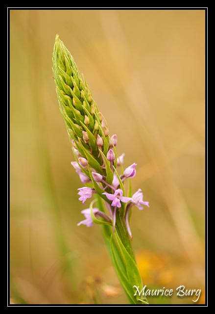 Orchis moucheron