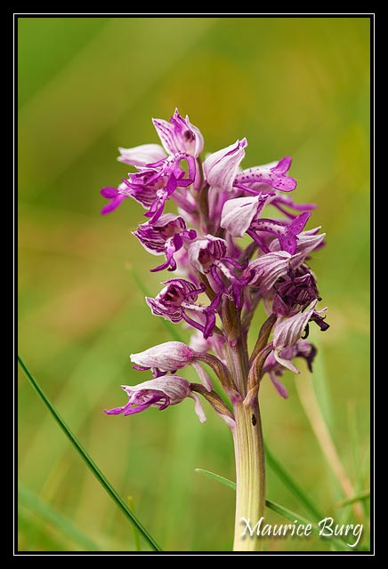 Orchis militaire