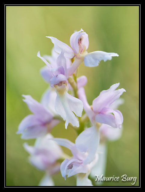 Orchis mâle albinos