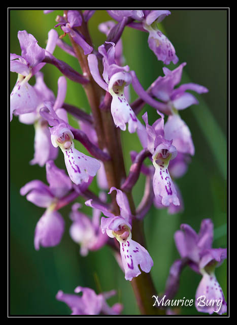 Orchis mâle