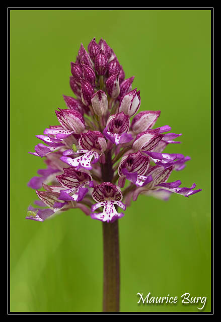 Orchis militaire-pyramidal?