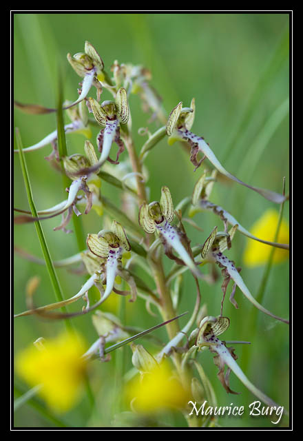 Orchis bouc