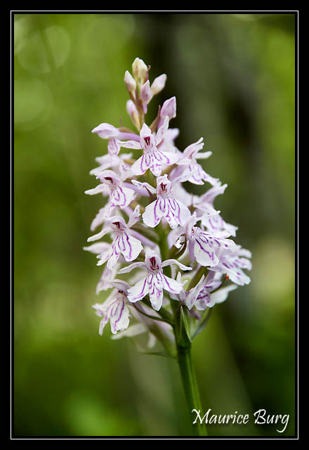 Orchis de Fuchs