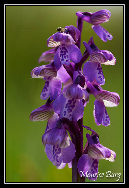 Orchis bouffon