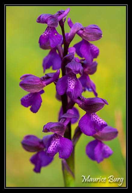 Orchis bouffon