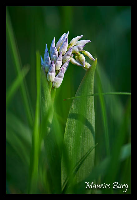 Orchis militaire