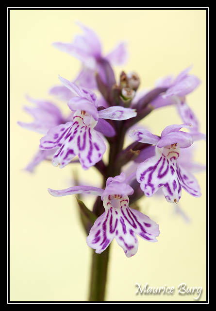 Orchis de Fuchs