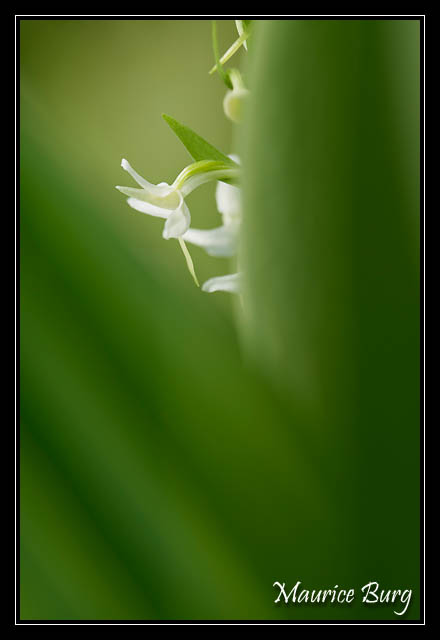 Platanthère (orchis) à deux feuilles
