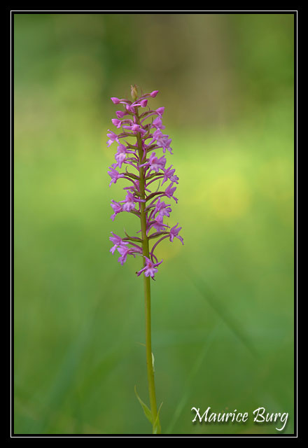 Orchis moucheron