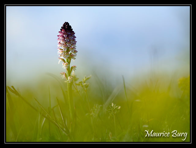 Orchis brûlé