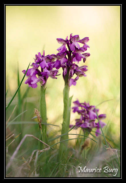 Orchis bouffon