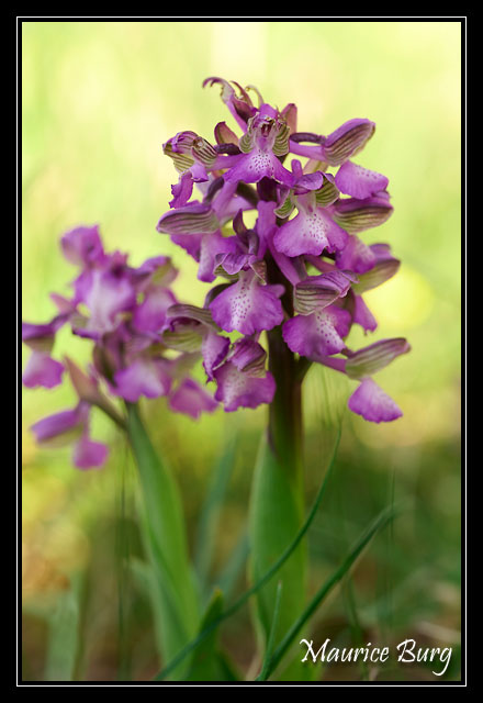 Orchis bouffon