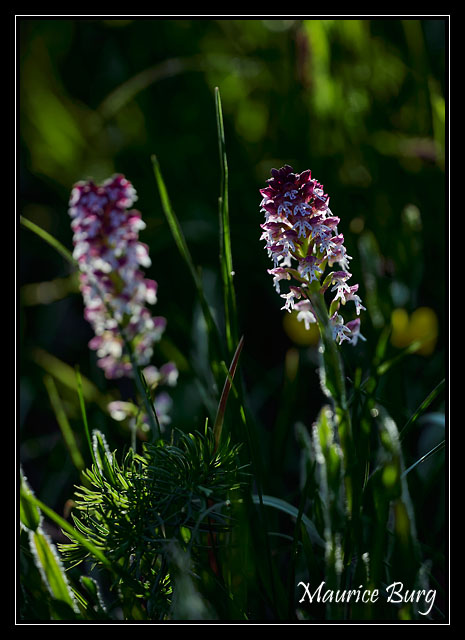 Orchis brûlé