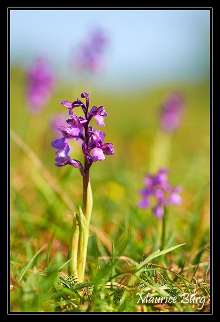 Orchis bouffon