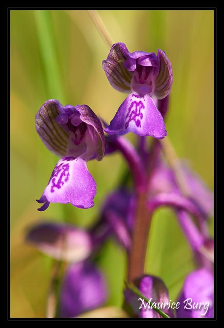 Orchis bouffon