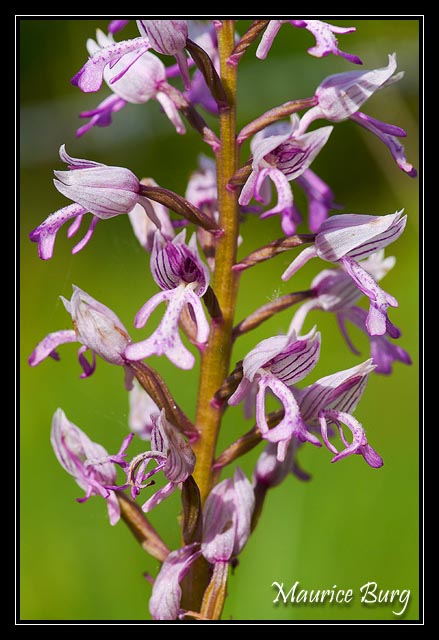 Orchis militaire