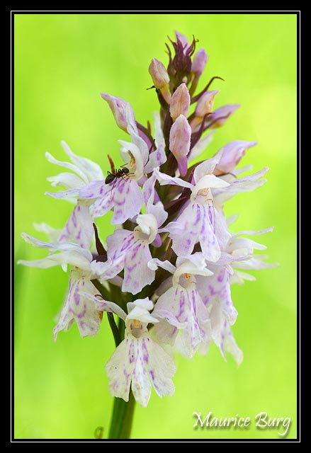 Orchis de Fuchs