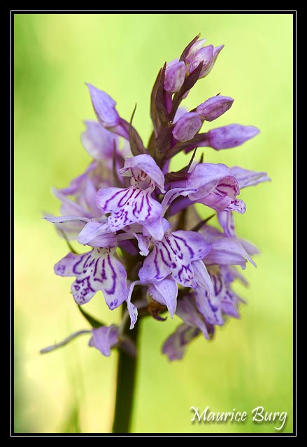 Orchis maculé