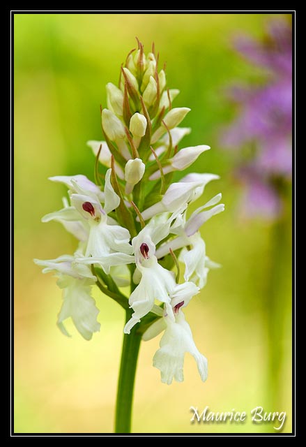 Orchis de Fuchs