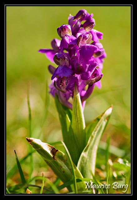 Orchis bouffon