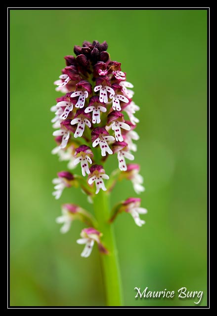 Orchis brûlé