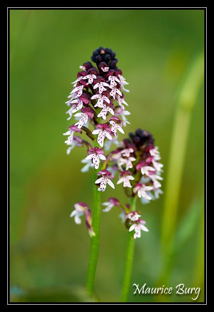 Orchis brûlé
