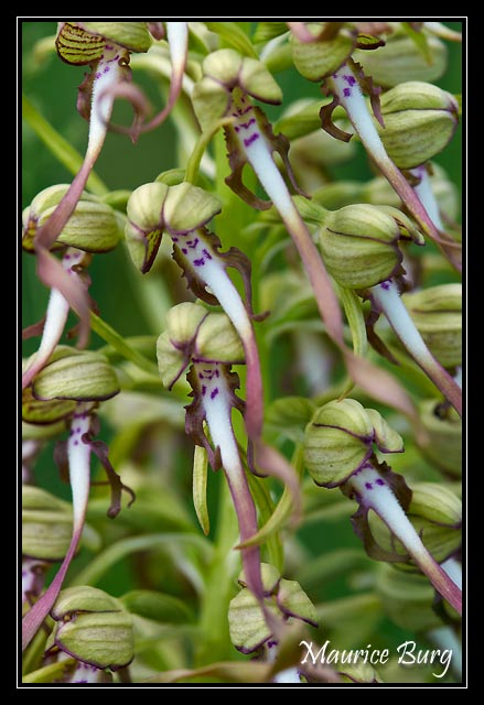 Orchis bouc