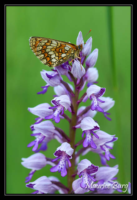 Mélitée des scabieuses sur Orchis militaire