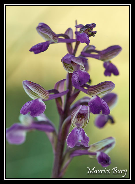 Orchis bouffon